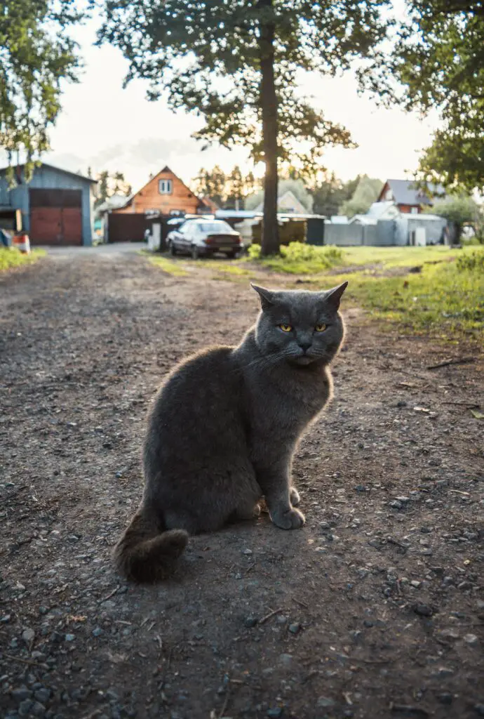 俄羅斯全白貓：最經典的俄羅斯貓品種探秘