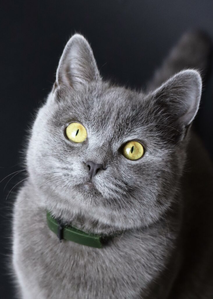 英國短毛貓品種：完美的家庭寵物指南