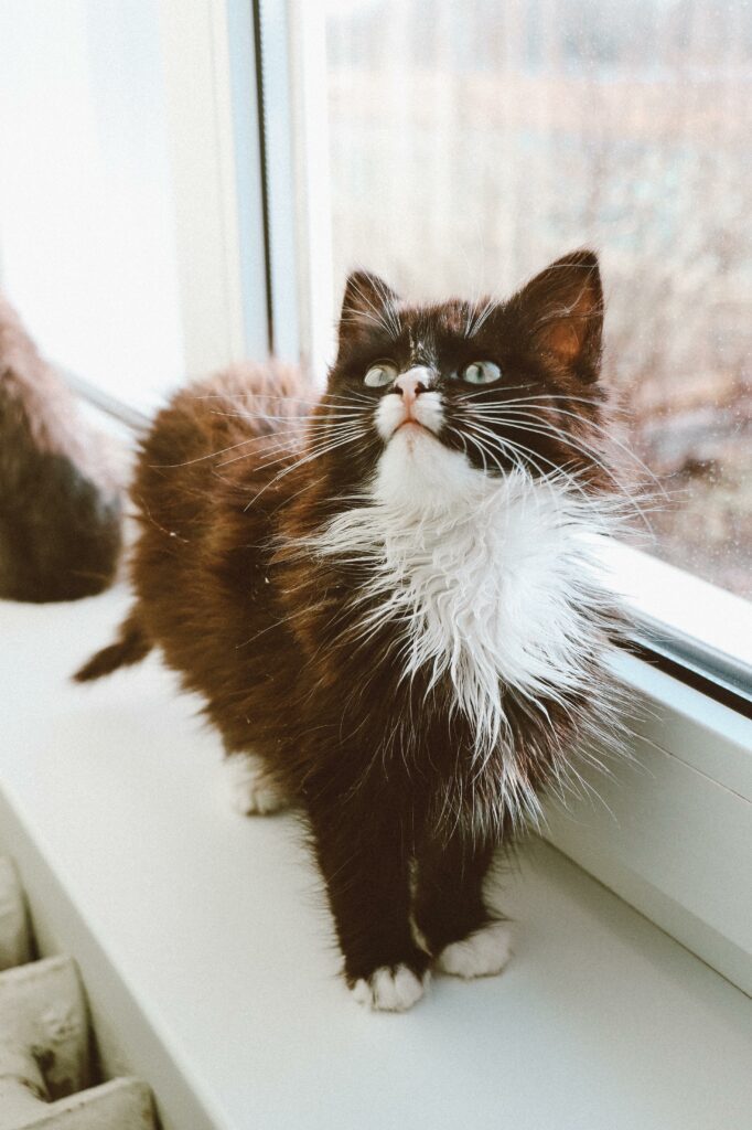 俄羅斯短毛貓：極富魅力的俄羅斯貓品種指南