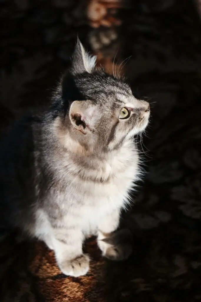 俄羅斯藍貓性格解析：一窺這些優雅貓咪的本性