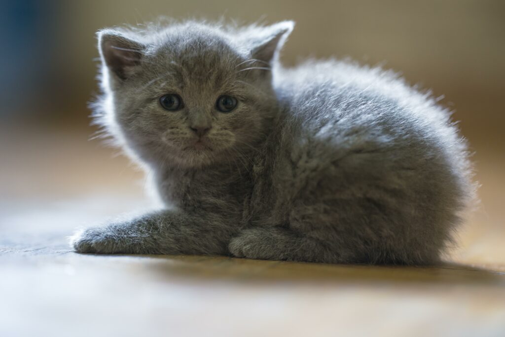 暹羅貓混種：品種特徵與全面貓咪護理指南