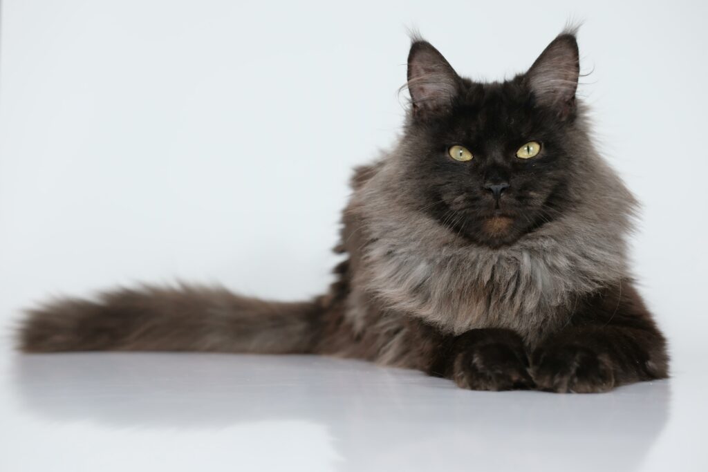 黑色無毛貓：探索稀有品種的魅力和特點