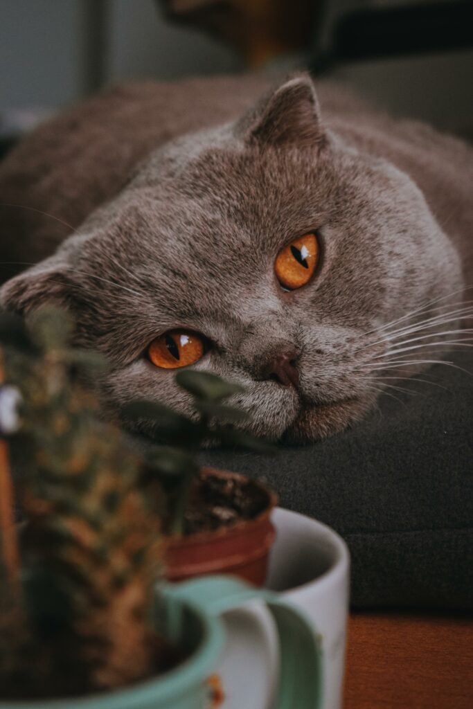俄羅斯藍貓：完整貓咪護理指南