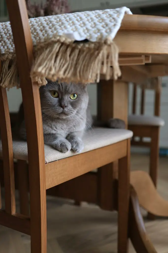英國短毛貓的耳朵和眼睛護理：了解保護您貓咪視力和聽力的重要性
