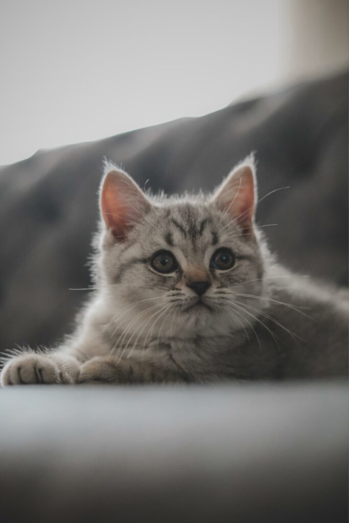 英國短毛貓的毛色和基因：解析這些可愛貓咪的毛色遺傳特徵