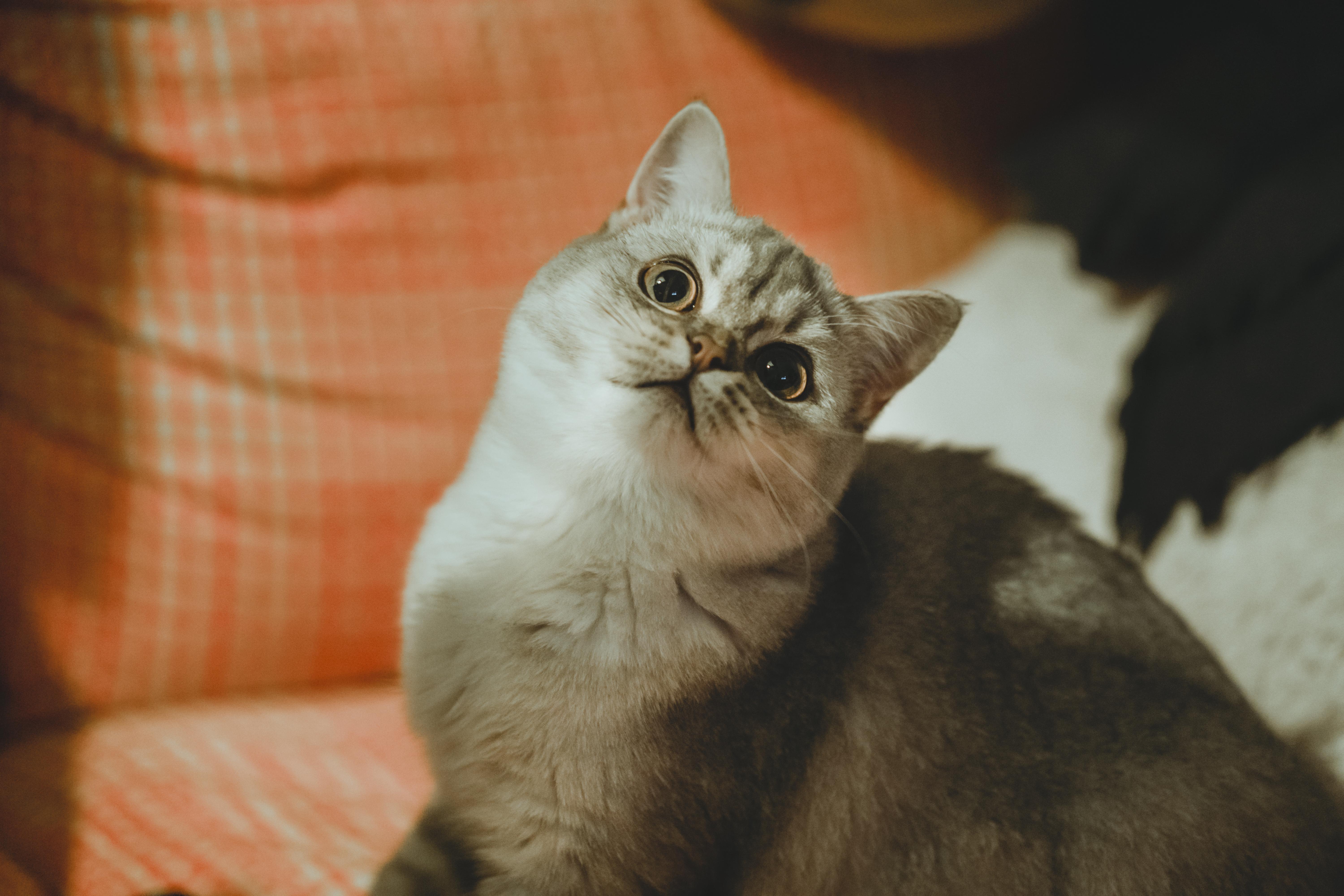 英國短毛貓的健康問題解析：保護您的貓咪免受常見疾病的侵害