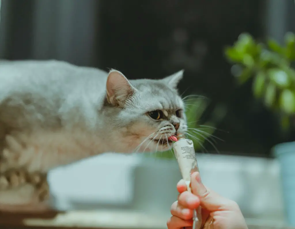 緬甸貓暹羅貓：深入認識緬甸貓和暹羅貓的特色與護理技巧