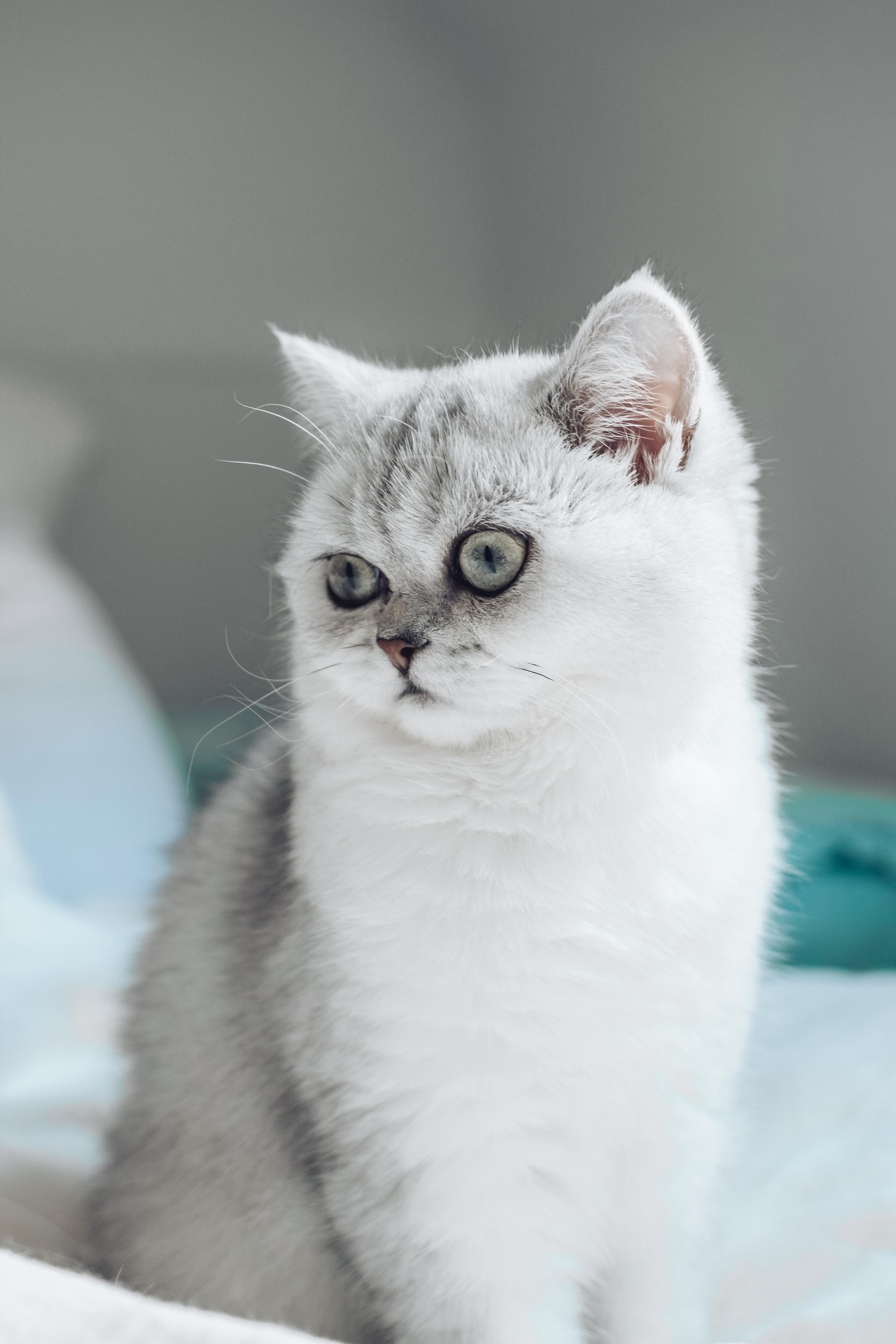 英國短毛貓的正常呼吸和心跳速率：了解你貓咪的健康指標