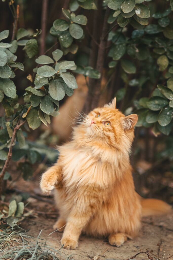 虎斑暹羅貓個性解密：探索這一品種的特點與行為