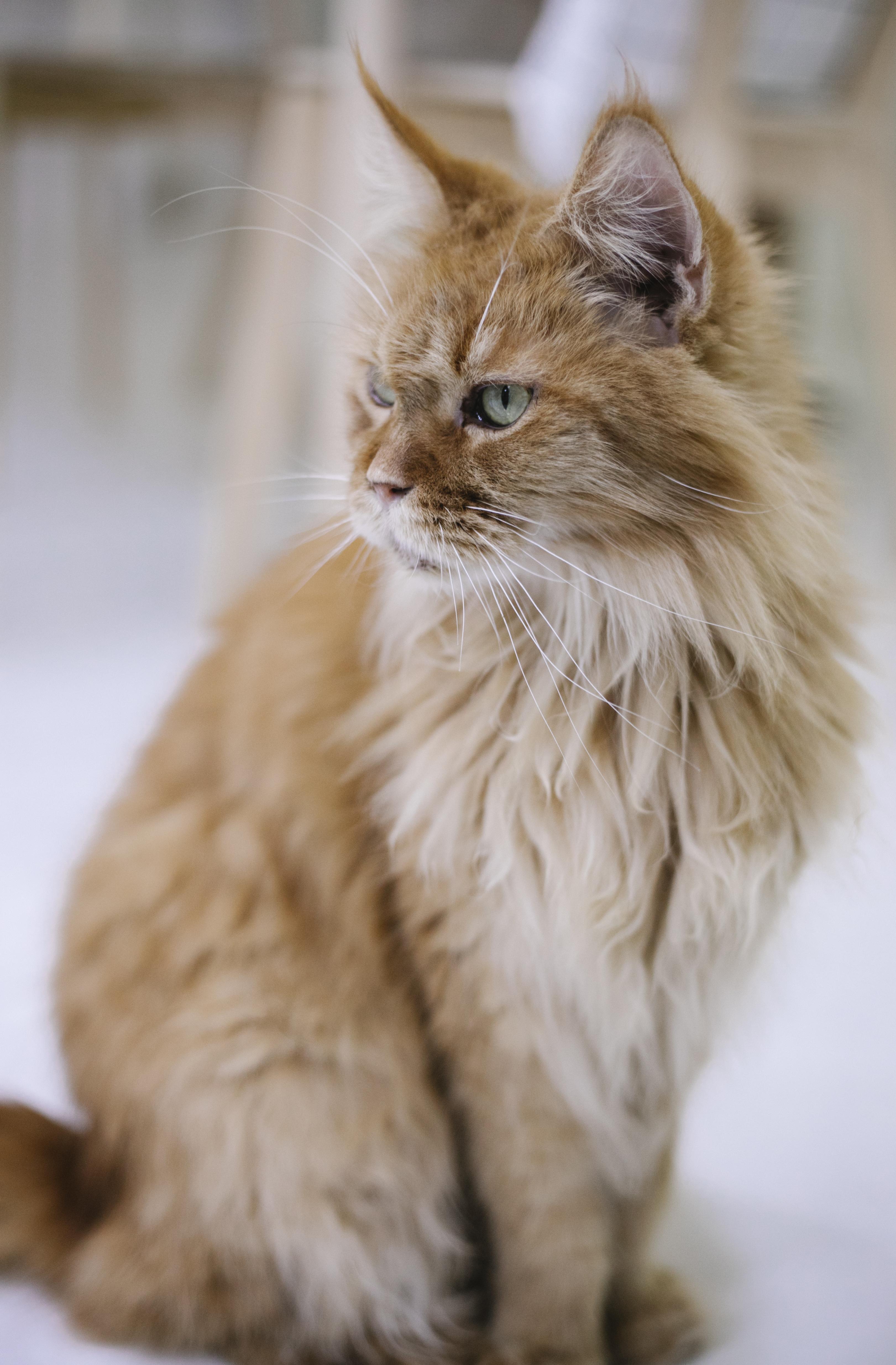 深入了解純種俄羅斯藍貓：完整貓咪護理指南