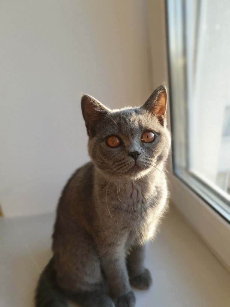 俄羅斯藍貓眼睛：解密這個迷人品種寶貝的特色與獨特之處